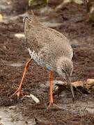 Common Redshank