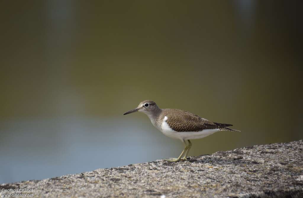 Chevalier guignette1ère année, identification