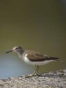 Common Sandpiper