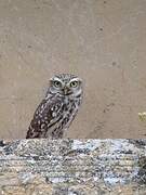 Little Owl