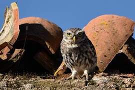 Little Owl