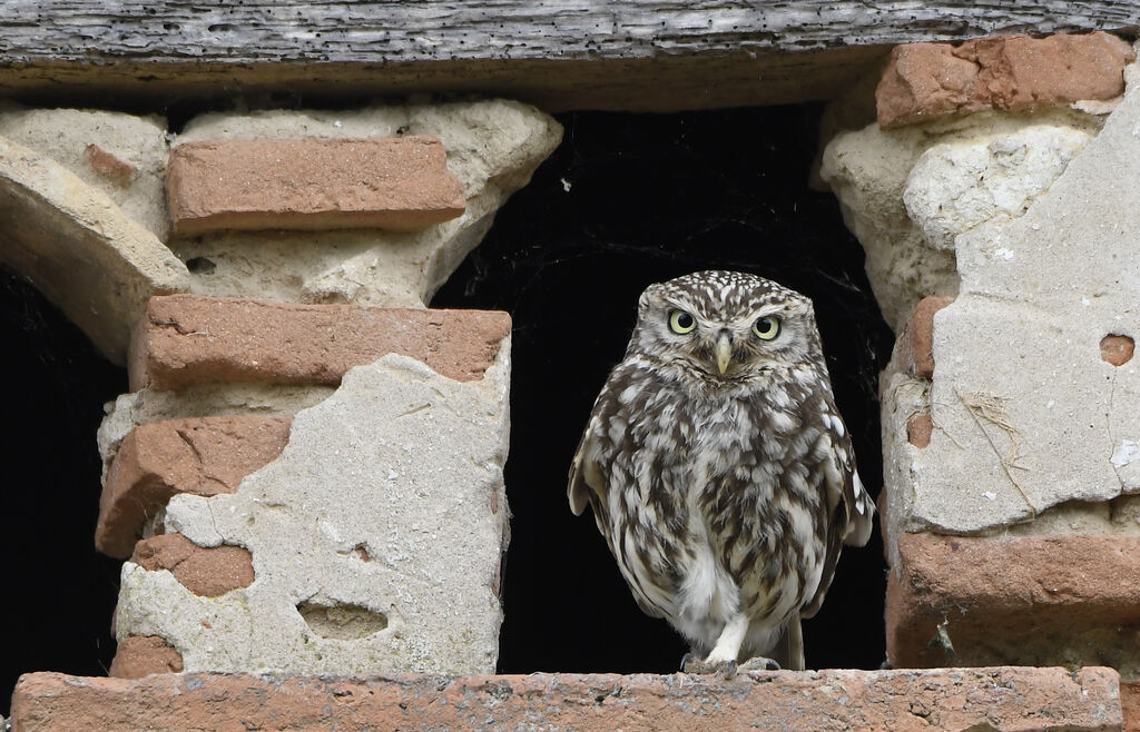 Little Owladult breeding, identification