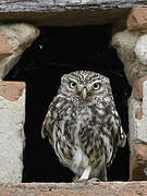 Little Owl