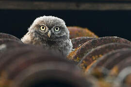 Little Owl