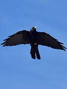 Alpine Chough