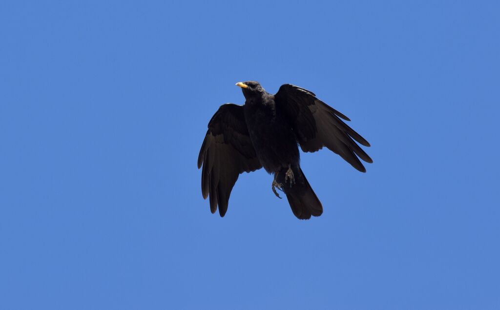 Alpine Choughjuvenile, Flight