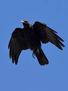 Alpine Chough