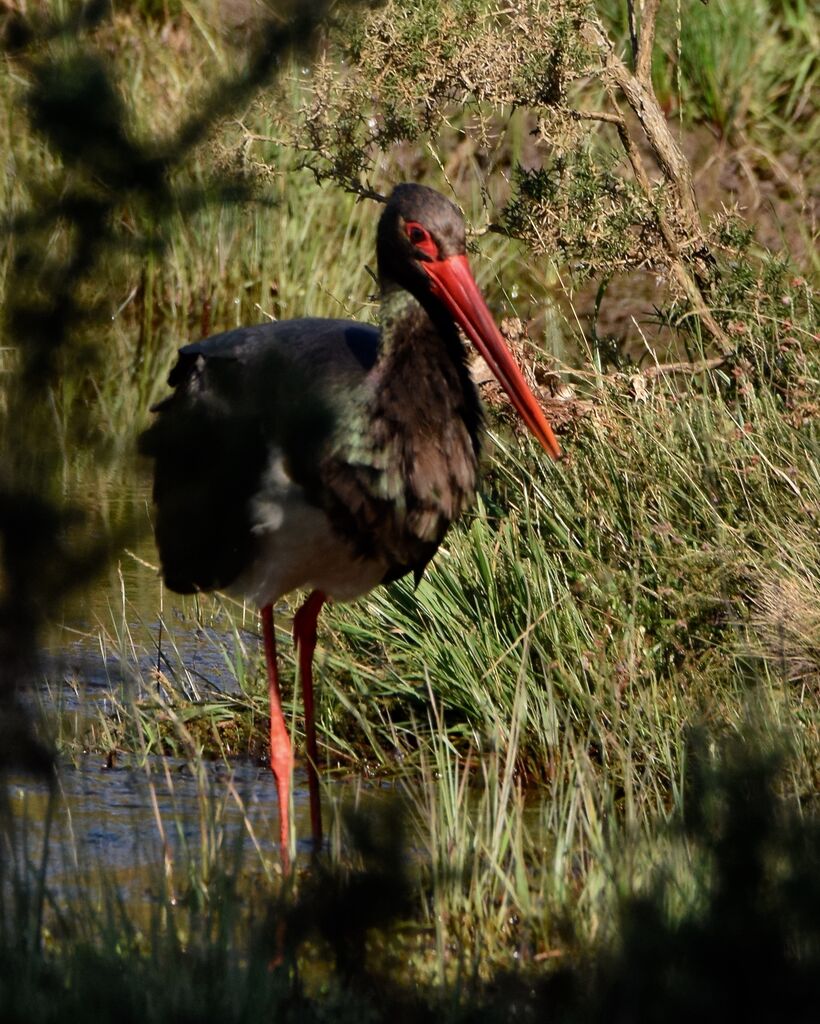 Black Storkadult post breeding, identification, walking