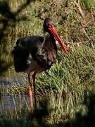 Black Stork