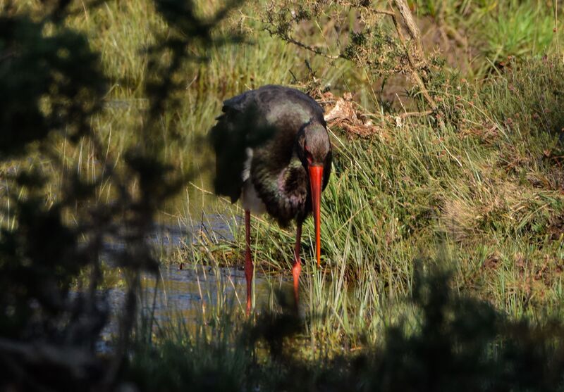 Black Storkadult post breeding, identification, walking, eats