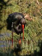 Black Stork