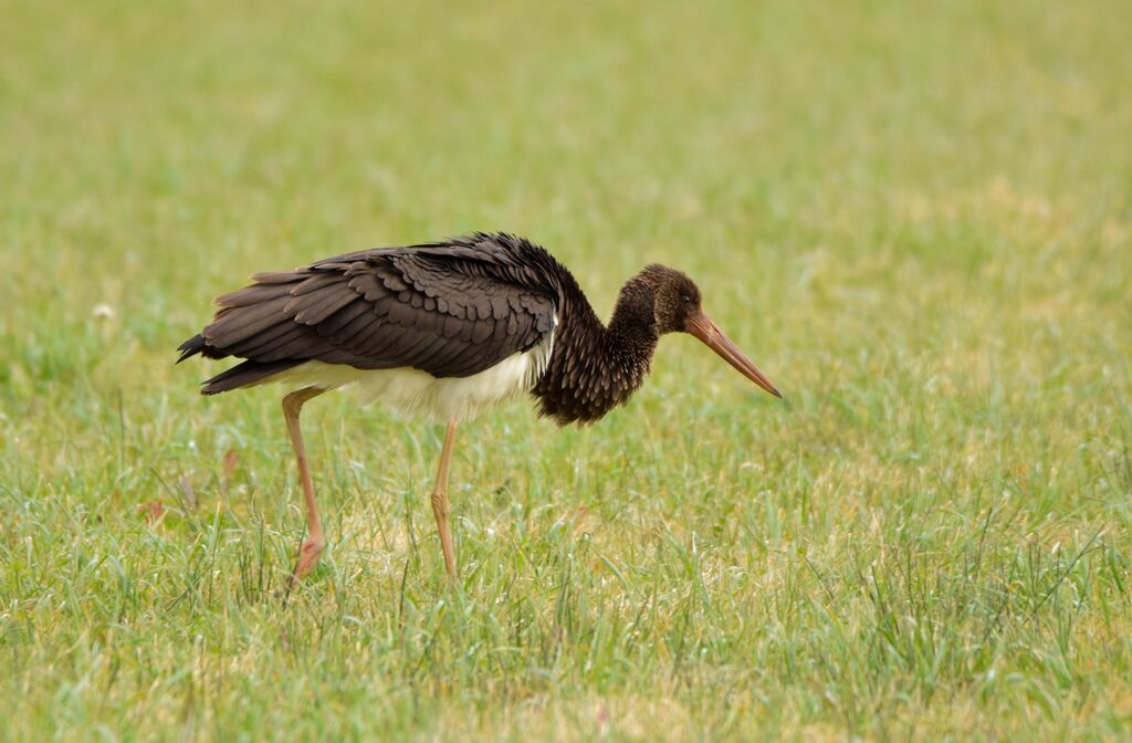 Cigogne noire1ère année, identification, marche