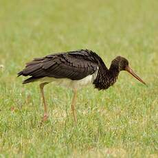 Cigogne noire