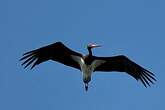 Cigogne noire