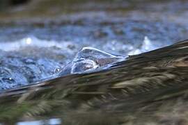 White-throated Dipper