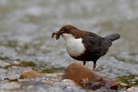 White-throated Dipper