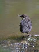 White-throated Dipper