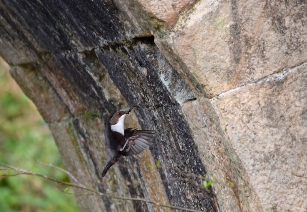 White-throated Dipperadult breeding, Flight, Reproduction-nesting