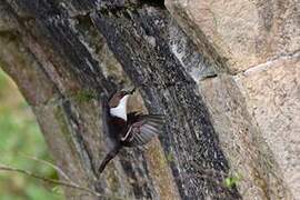 White-throated Dipper