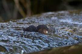 White-throated Dipper