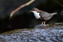 White-throated Dipper