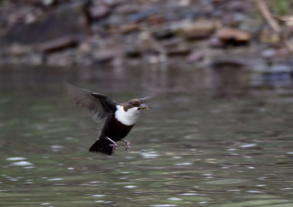 White-throated Dipperadult breeding, Flight, Reproduction-nesting