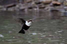 White-throated Dipper