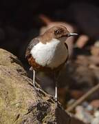 White-throated Dipper