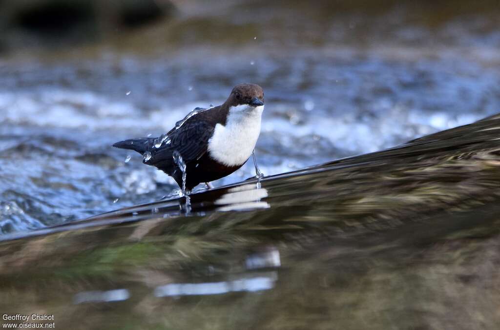 White-throated Dipperadult breeding, walking, fishing/hunting