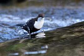 White-throated Dipper