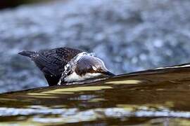 White-throated Dipper