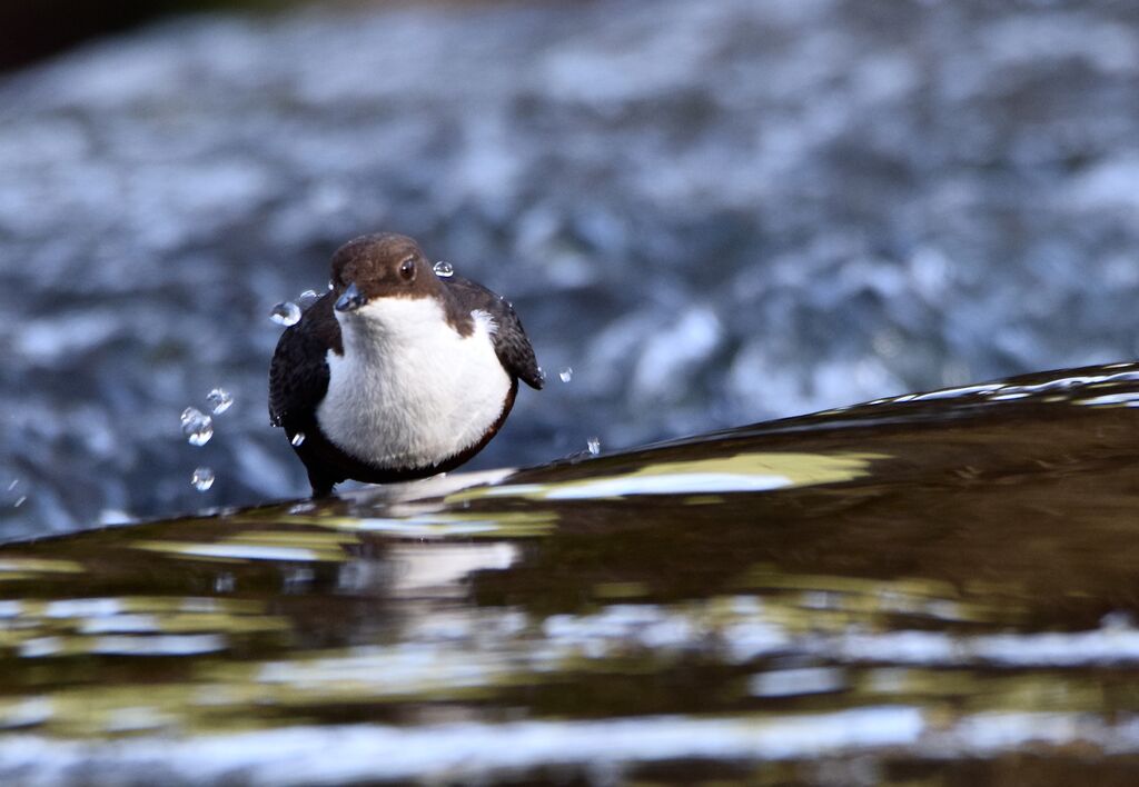 White-throated Dipperadult breeding, identification, walking, fishing/hunting