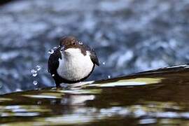 White-throated Dipper