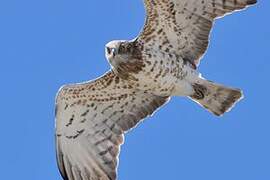 Short-toed Snake Eagle