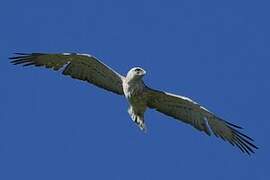 Short-toed Snake Eagle