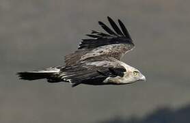 Short-toed Snake Eagle