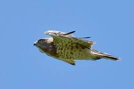 Short-toed Snake Eagle