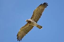 Short-toed Snake Eagle