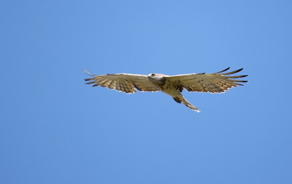 Short-toed Snake Eagleadult breeding, Flight