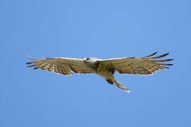 Short-toed Snake Eagle