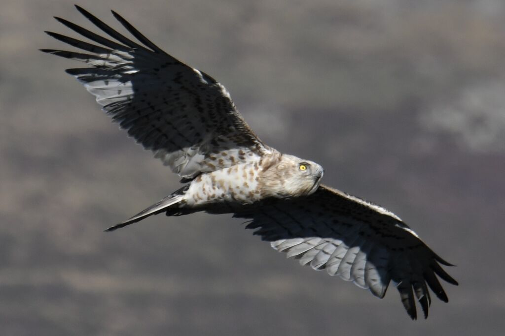 Short-toed Snake Eagle, Flight