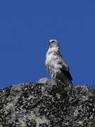 Short-toed Snake Eagle