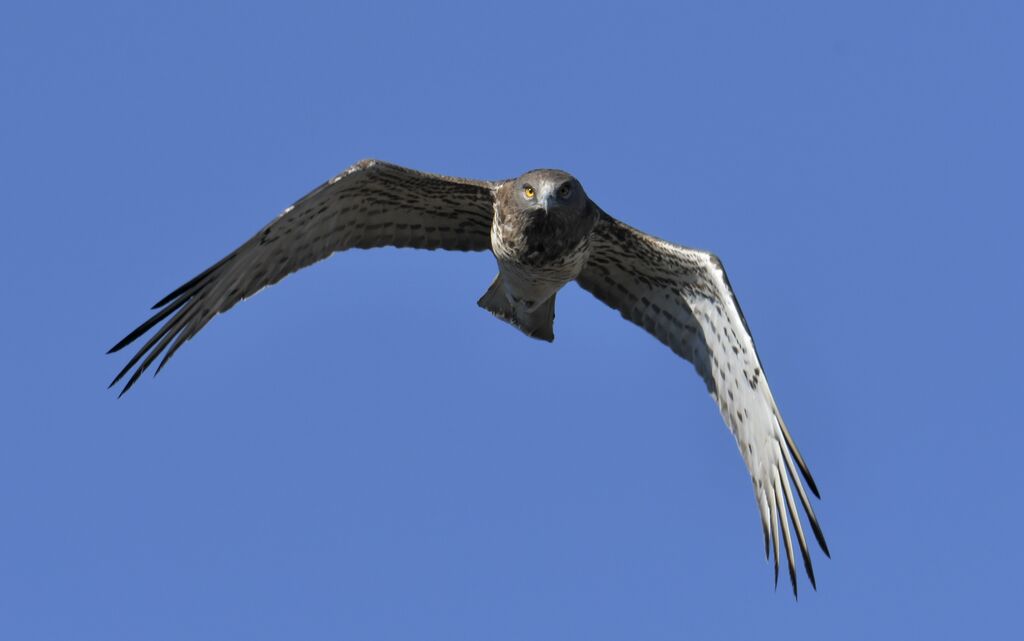 Short-toed Snake Eagleadult breeding, identification, Flight, fishing/hunting