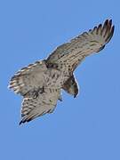 Short-toed Snake Eagle