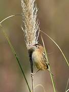 Zitting Cisticola