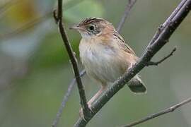 Zitting Cisticola