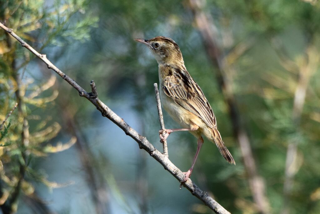 Zitting Cisticolaadult post breeding, identification