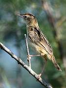 Zitting Cisticola