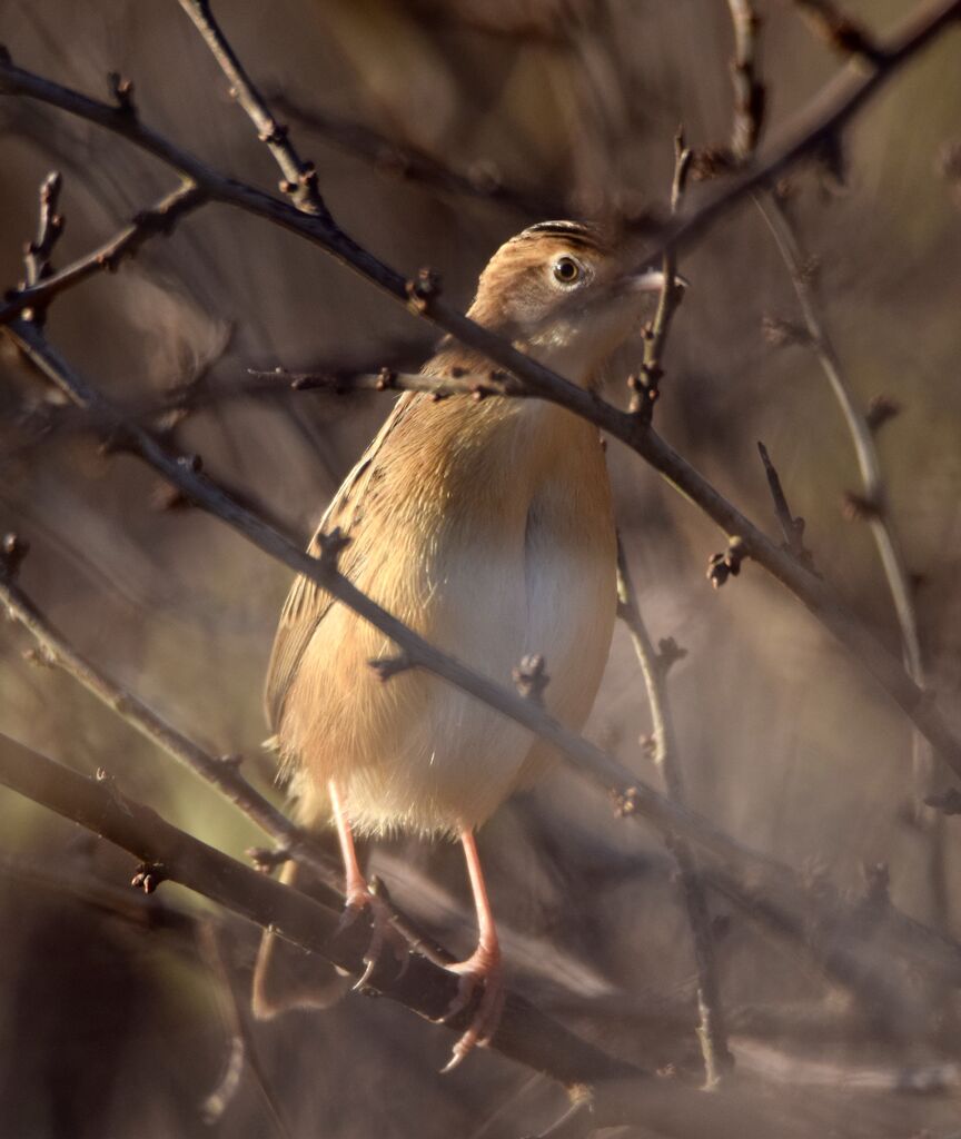 Zitting Cisticolaadult post breeding, camouflage