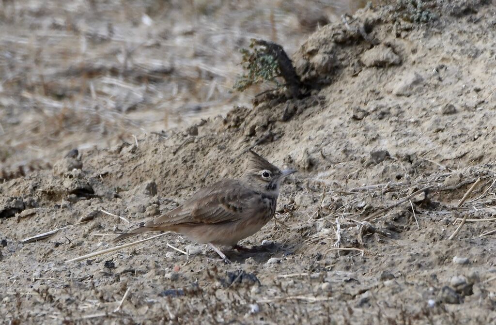 Thekla's Larkadult, identification